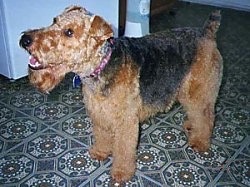 The left side of a wavy coated black with brown Welsh Terrier that is standing across a tiled surface in front of a refridgerator and its mouth is open.
