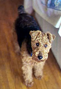 A wavy coated black with brown Welsh Terrier is standing on a hardwood floor and to the right of it is a couch and it is looking up.