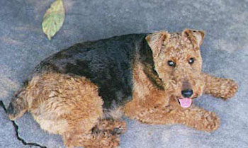 The right side of a black with brown Welsh Terrier that is laying across a concrete surface. It is looking up, its mouth is open and its tongue is sticking out. It has a wavy coat with small v-shaped ears that fold over to the front.