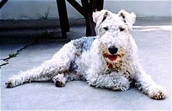 The right side of a white with black and tan Wire Fox Terrier dog laying on a concrete porch, it is looking forward and its mouth is open.
