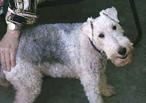 The side of a curly coated, square muzzled dog with small fold over ears, a black nose and round black eyes. There is a human hand on the dogs back end.