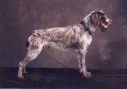 The right side of a white with brown Wirehaired Pointing Griffon that is standing across a brown surface. The dog's mouth is open.