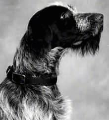 Close upside view head shot - A black and white photo of a Wirehaired Pointing Griffon that is sitting and it is looking up and to the right. It has longer hair on its chin that looks like a beard.