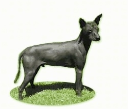 The right side of a black Xoloitzcuintli dog standing in grass. the background of the image has been composited away.