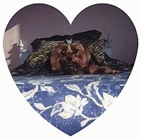 A brown with black Yorkshire Terrier dog laying down on a bed wearing a baby blue bow in its hair and it is looking forward. The image is inside of a heart.