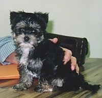 The left side of a tiny black with white and gray Yorkie puppy that is sitting on a table. There is a persons hand touching the puppys back. The dog has small fold over v-shaped ears that fold over to the front, wide round eyes adn a black nose.