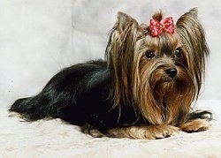 The front right side of a long haired, black with tan Yorkshire Terrier dog laying across a backdrop. The Yorkie has a red with white bow on the top of its head holding the hair out of its eyes. It has small pointy perk ears.