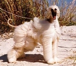 The right side of a tan Afghan Hound that is standing in the sand with a large grass in the background