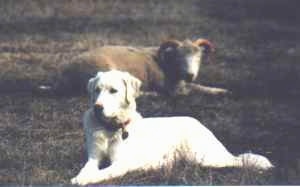 The front left side of a white Akbash Dog that is laying in a field near a ram.