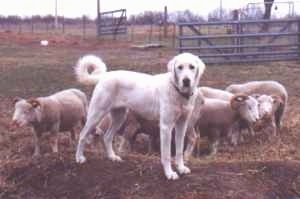 The right side of a white Akbash Dog that is in a field with a herd of rams. The dog's long tail is curled up over its back.
