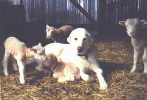 A white Akbash Dog is laying around a herd of sheep inside of a barn.