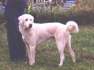 The left side of a white Akbash Dog in a yard looking to the right. The dog's tail is curled in a ring.