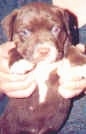 Close up - A brown American Pit Bull Terrier Puppy is being picked up by a person standing behind it.