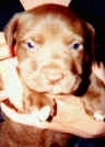Close up - A Brown American Pit Bull Terrier puppy is being held in the air by a person.