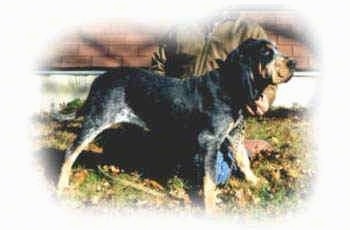 The right side of an American Blue Gascon Hound that is standing in a stack pose on grass with a person behind it
