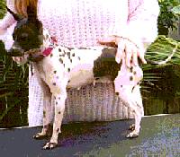 The left side of a wet white with gray American Hairless Terrier that is standing across a table outside with a person behind it