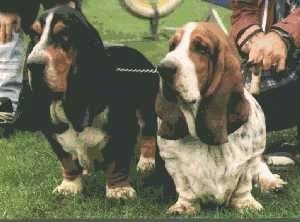 Two Basset Hounds standing outside in a lawn
