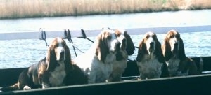 Five Basset Hound Dogs sitting in a boat on the water