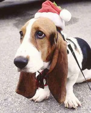 Basset Hound wearing a Santa hat