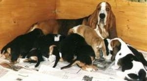 Basset Hound dam laying with a litter of seven Basset Hound puppies