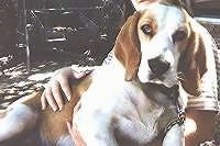 Lucy the Beagle in the arms of a person