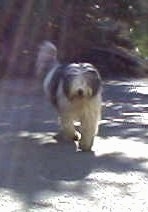 Jessy the Bearded Collie running towards the camera holder
