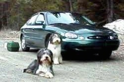 Jessy and Rowan the Bearded Collies sitting in front of a green car