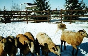 Sprout the Belgian Laekenois standing on snow herding a line of sheep