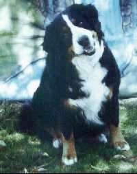 Isadora the Bernese Mountain Dog sitting outside with his head tilted to the right