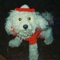 Jake the Bichon Frises wearing a red costume with a headband and a sweater