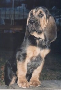 A black and tan Bloodhound puppy is standing up against a step and it is looking to the left. It has extra skin, big paws and long drop ears.