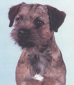 Close Up - Tyler the Border Terrier Glamour shot with a baby blue background