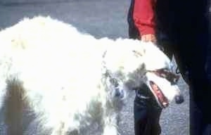 Borzoi walking next to a person with sun glasses on