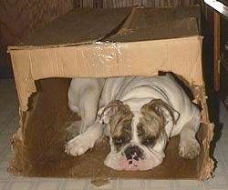 Spike the Bulldog is sleeping inside of a cardboard box with a cut out opening.