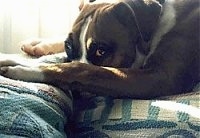 Callie the Boxer burying its head in its paws while laying on a bed