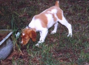 A Brittany puppy sniffing the side of a flower bed