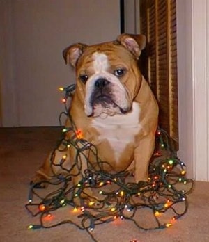 Ramius the English Bulldog wrapped in lit Christmas lights
