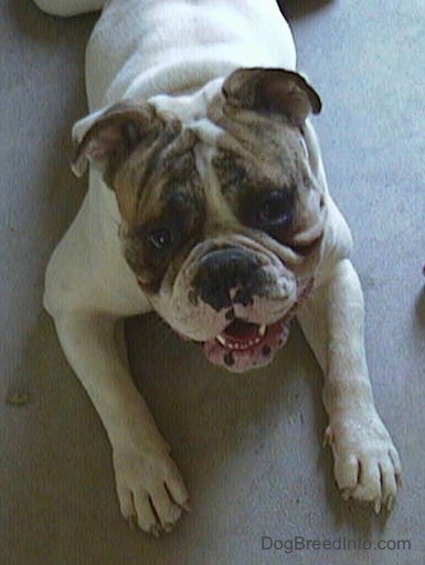 Spike the Bulldog laying on a cement floor with its mouth open and looking up at the person holding the camera