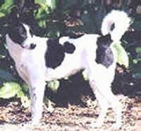 A black and white Canaan Dog is standing in dirt with a wall of greenery behind it and looking back towards its tail