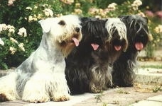 Four Cesky Terriers are sitting on a sidewalk with bushes behind them. They all have there mouths open and tongues out