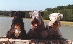 Three Cesky Terriers are sitting on a log with a large body of water behind them