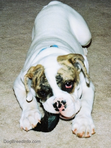 Spike the Bulldog is laying down on a carpet chewing on a black hoof looking up.