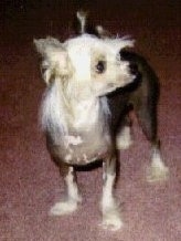 A Chinese Crested hairless is standing on a red rug and looking to the right