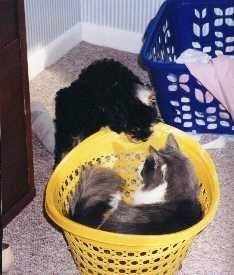 A black and tan Cockapoo is jumped up on the side of and looking into a yellow laundry basket that has a cat in it