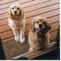 Two tan American Cocker Spaniels sitting on a wooden porch in front of a glass door