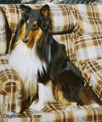 Shane the black, tan and white tricolor Rough Collie is sitting on a couch that is outside