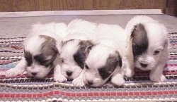 A litter of four Coton De Tulear puppies are lined up laying on a colorful rug
