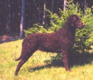 Right Profile - A Curly-Coated Retriever is posing outside next to a green bush