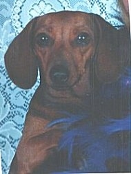 Close Up - Maggie the Dachshund is sitting next to a person wearing blue