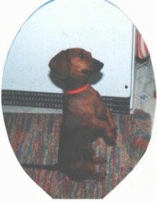 Maggie the brown Dachshund is sitting on her hind legs with her pws in the air and looking forward next to a refrigerator. There is an oval around the image